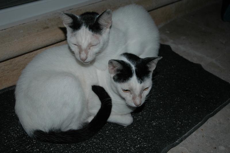 Latte & Double Latte