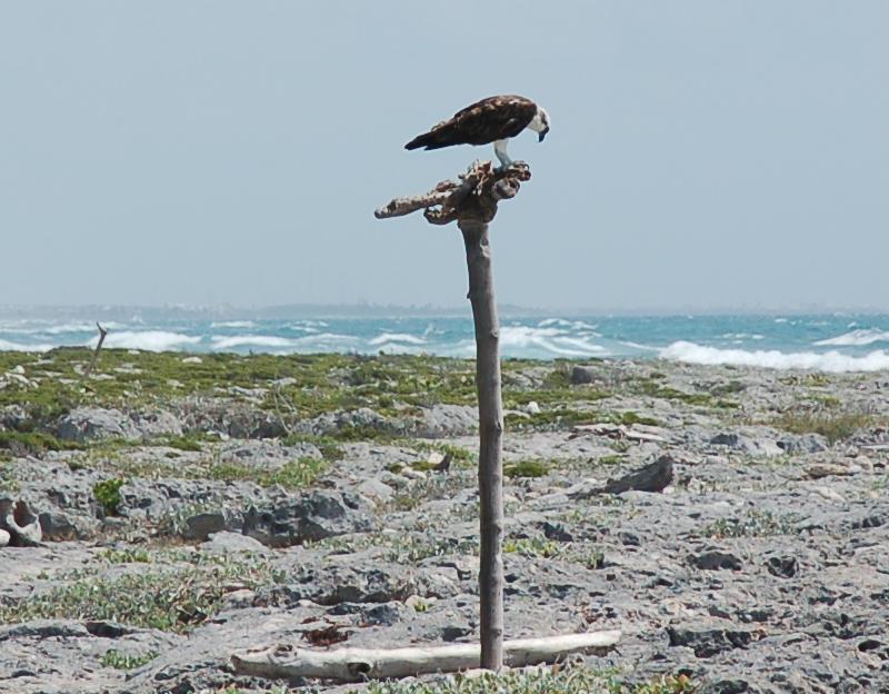 Kingfisher Osprey