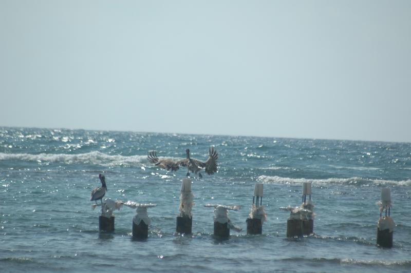Pelicans on posts in Half Moon bay