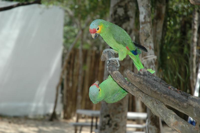 Parrots fighting