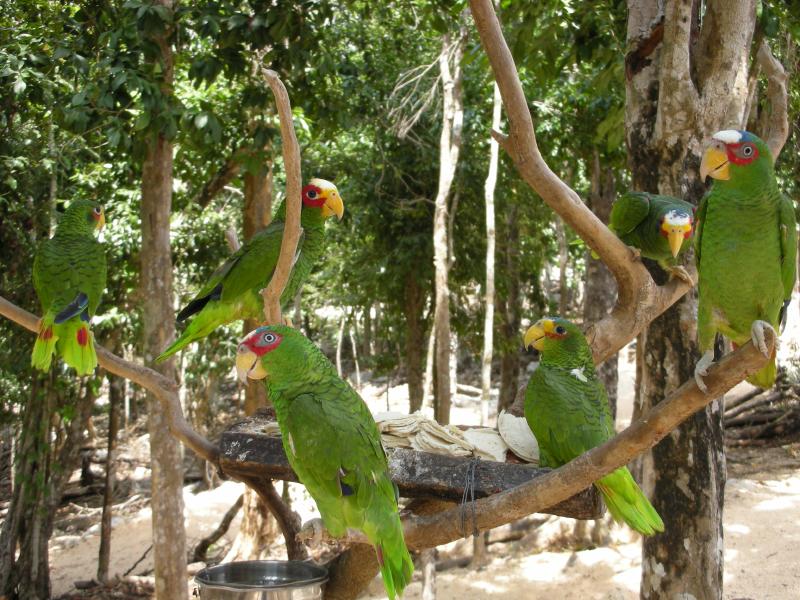 Parrots