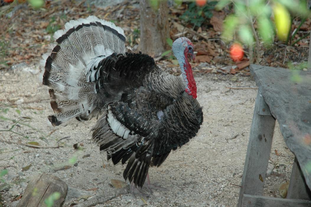 Turkey at Cenote Ranch