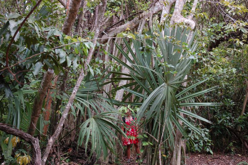 Coba: Mona & Aerial Roots