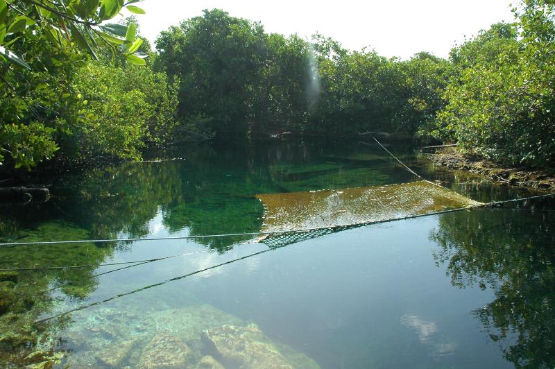 Chemuyil cenote