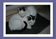 Latte & Double Latte