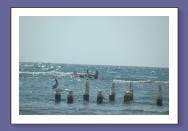 Pelicans on posts in Half Moon bay