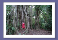 Coba: Aerial roots @ Mona