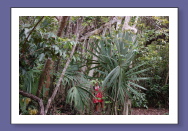 Coba: Mona & Aerial Roots