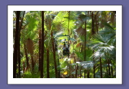 SkyCycle: Deep Canopy