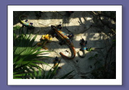 Casita Patio Wall Lizards