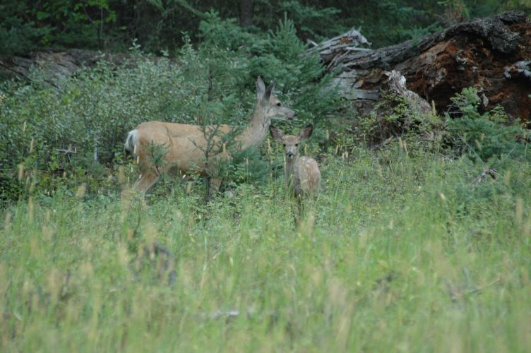 Slough Creek campground
