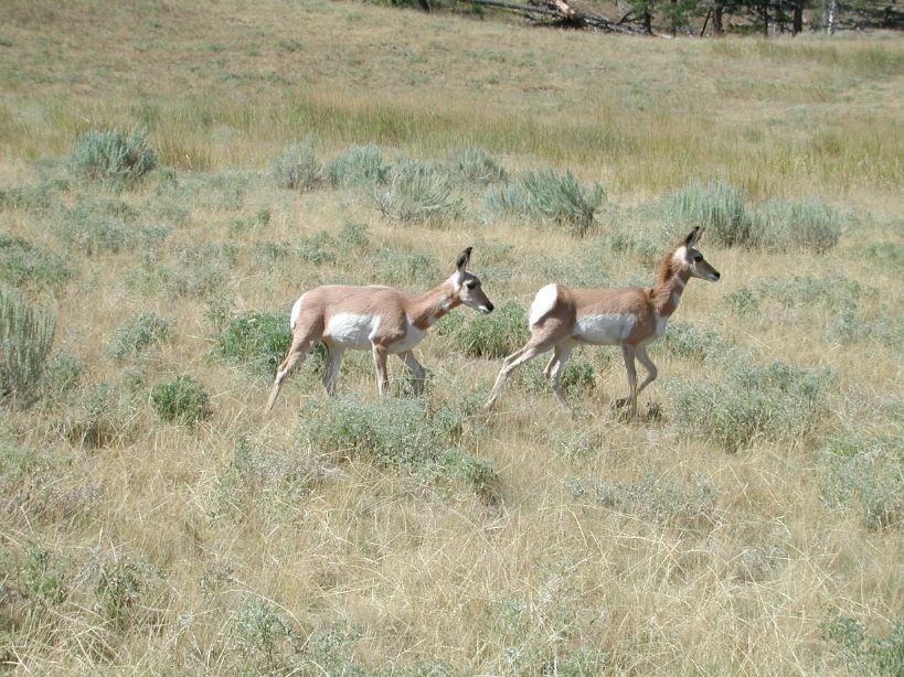 Pronghorn Antelope