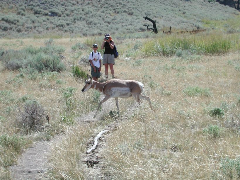 Pronghorn antelope