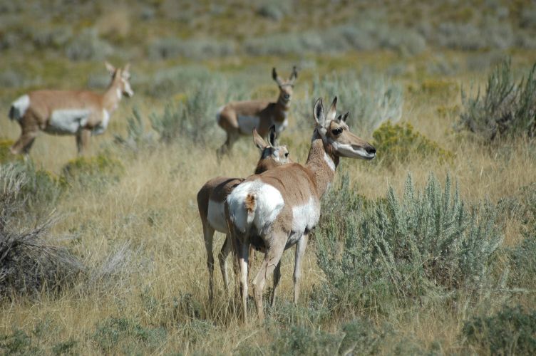 Pronghorn antelope