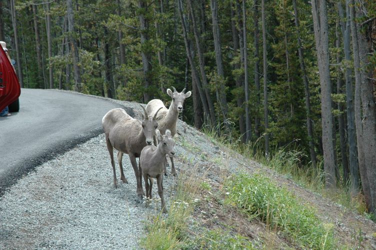 Big Horn Sheep 