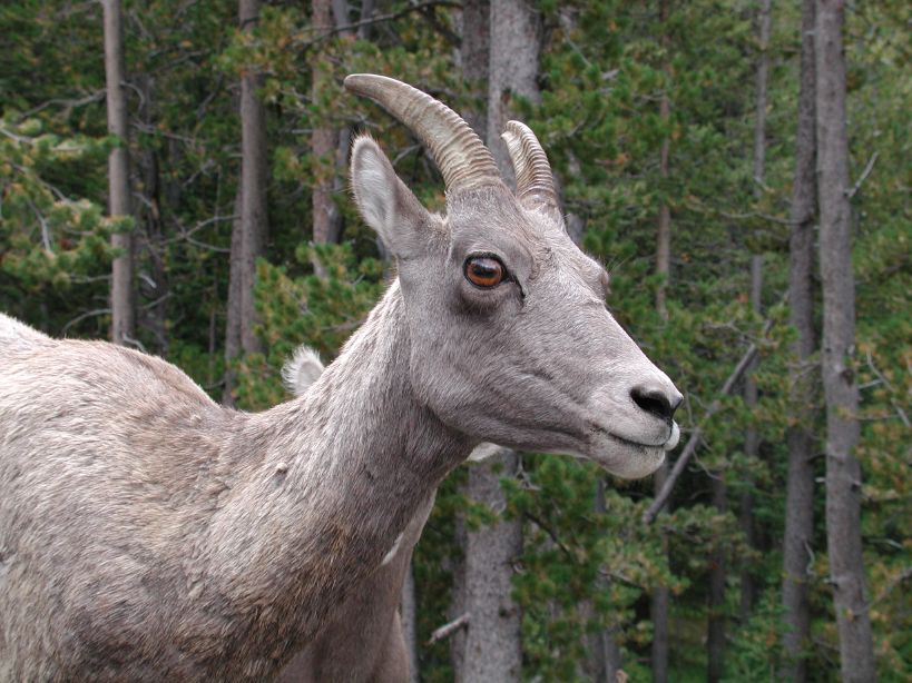 Big Horn Sheep 