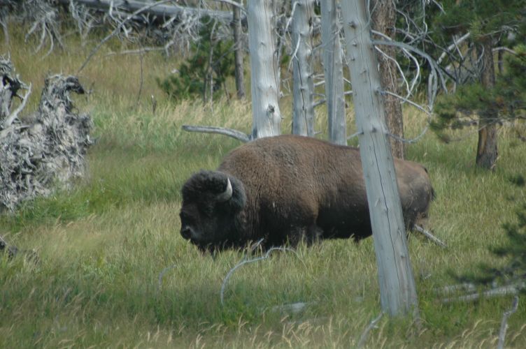 Bison