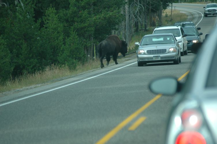 Bison on road