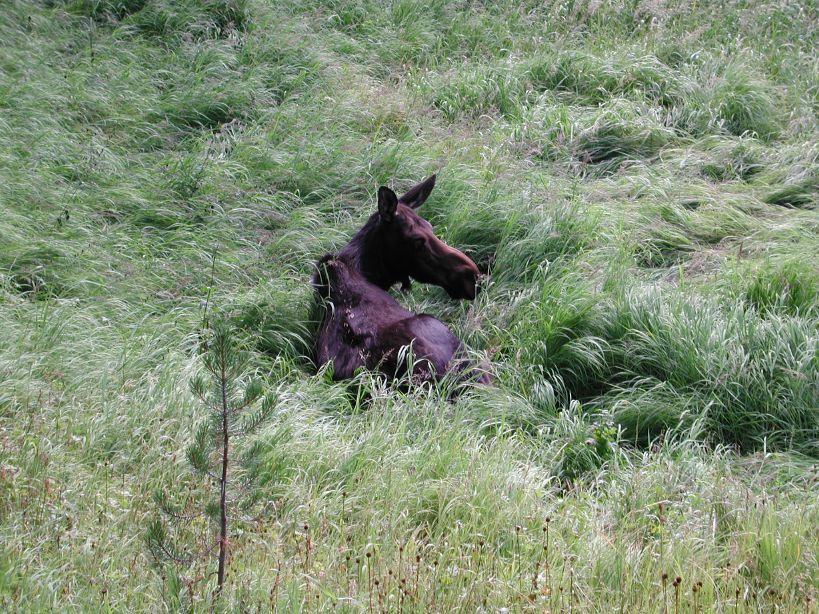 Hike to Shoshone Lake