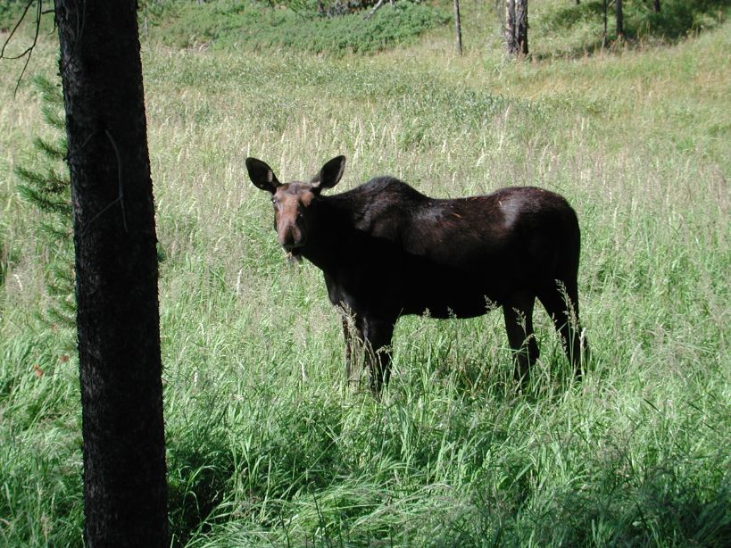 Hike to Shoshone Lake