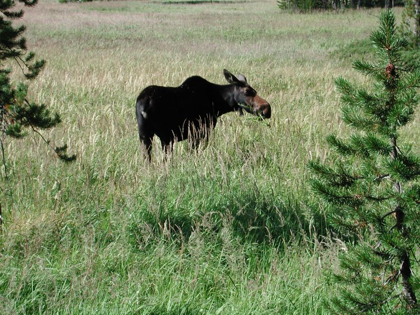 Hike to Shoshone Lake