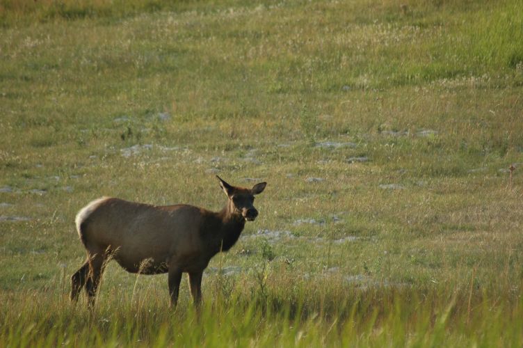 Elk