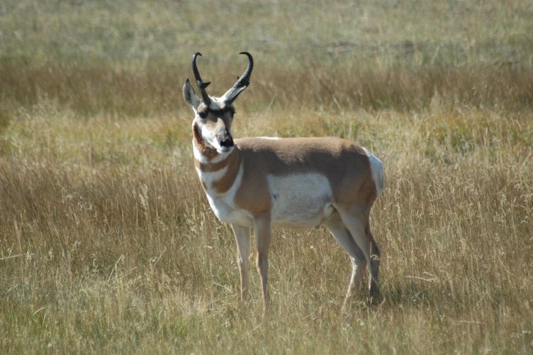 Pronghorn Antelope