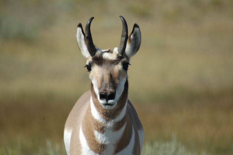 Pronghorn Antelope