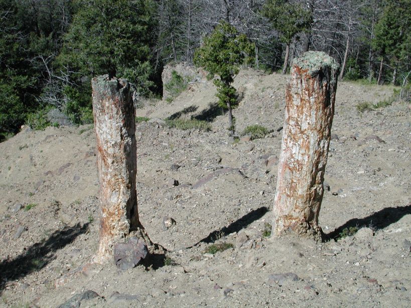 Petrified Trees
