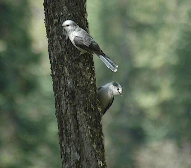 Gray Jays