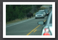 Bison on road
