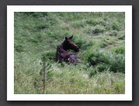 Hike to Shoshone Lake