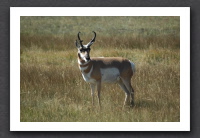 Pronghorn Antelope