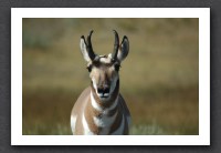 Pronghorn Antelope