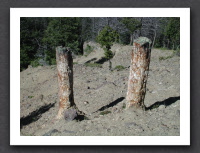 Petrified Trees